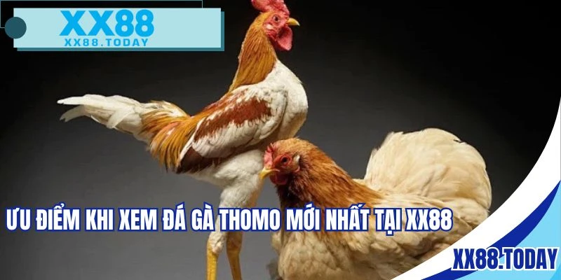 Nhiều ưu điểm hội tụ tại sảnh đá gà Thomo