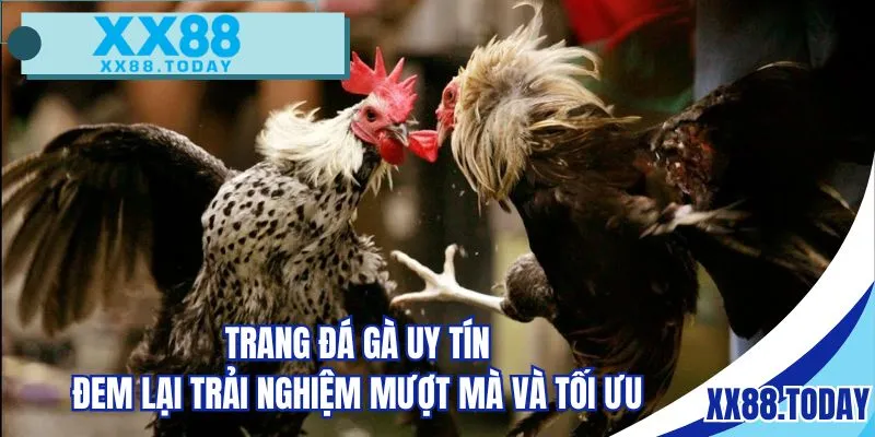 Trang đá gà uy tín đem lại trải nghiệm mượt mà và tối ưu